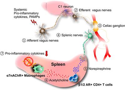 The Gateway Reflex, a Novel Neuro-Immune Interaction for the Regulation of Regional Vessels